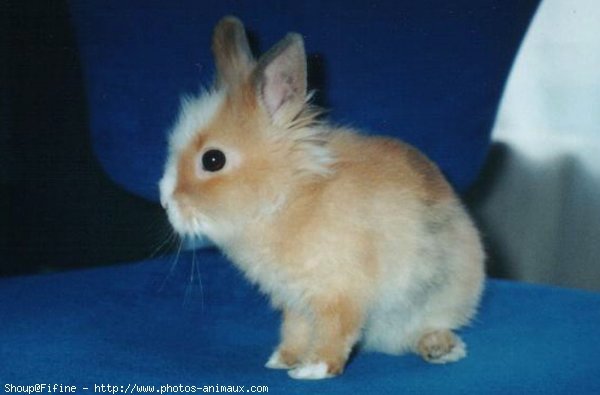 Photo de Lapin