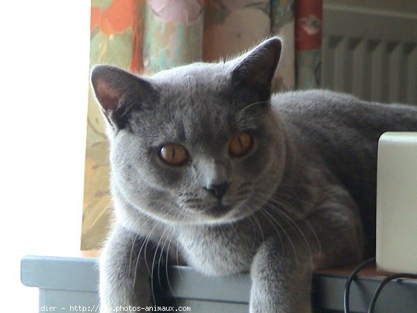 Photo de Chartreux