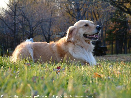 Photo de Golden retriever