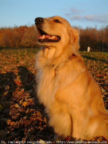 Photo de Golden retriever