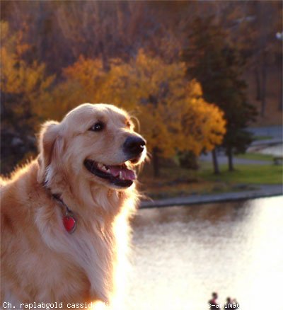 Photo de Golden retriever