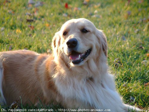 Photo de Golden retriever