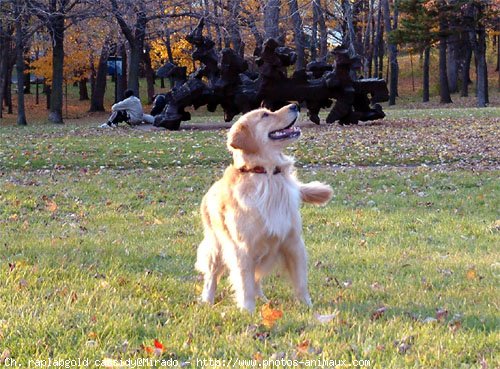 Photo de Golden retriever