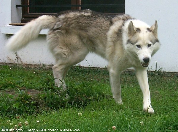 Photo de Husky siberien