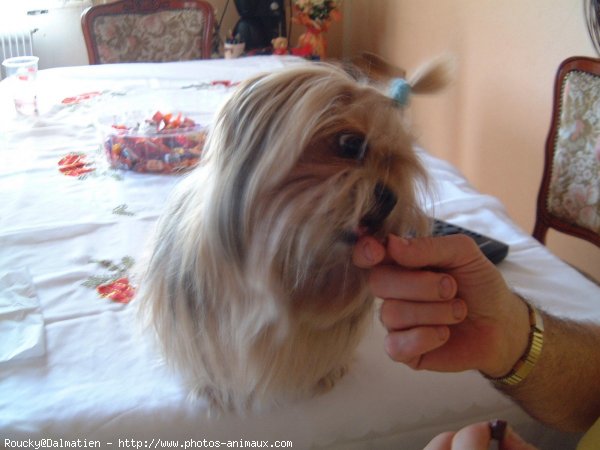 Photo de Shih tzu