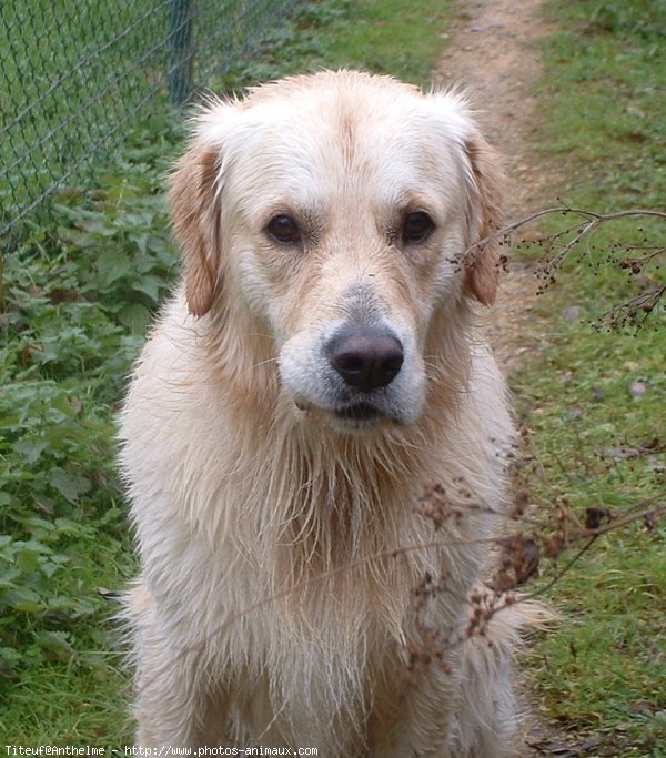 Photo de Golden retriever