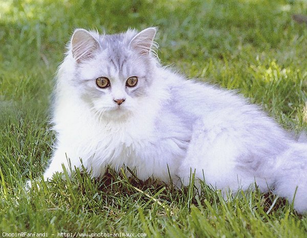 Photo de British longhair