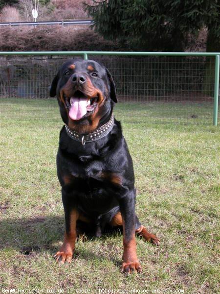 Photo de Rottweiler