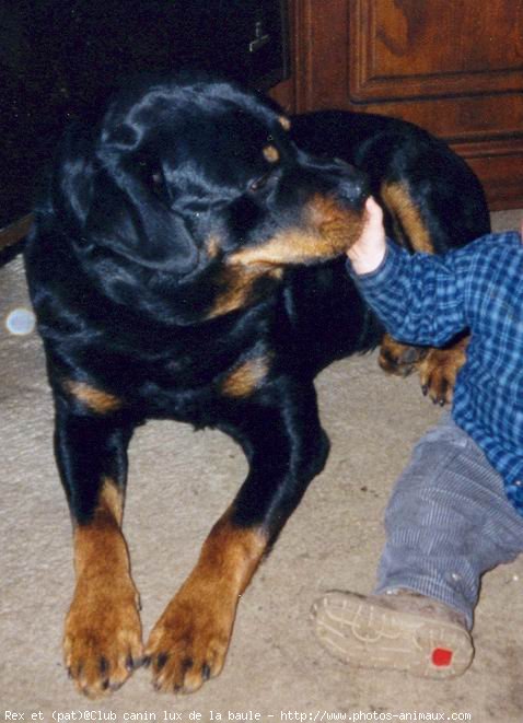 Photo de Rottweiler