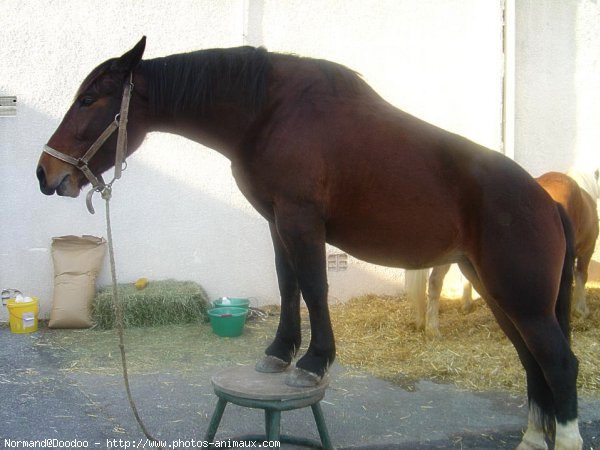 Photo de Cob normand