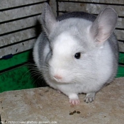 Photo de Chinchilla