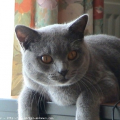 Photo de Chartreux