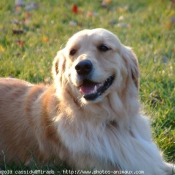 Photo de Golden retriever