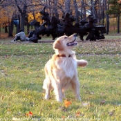 Photo de Golden retriever