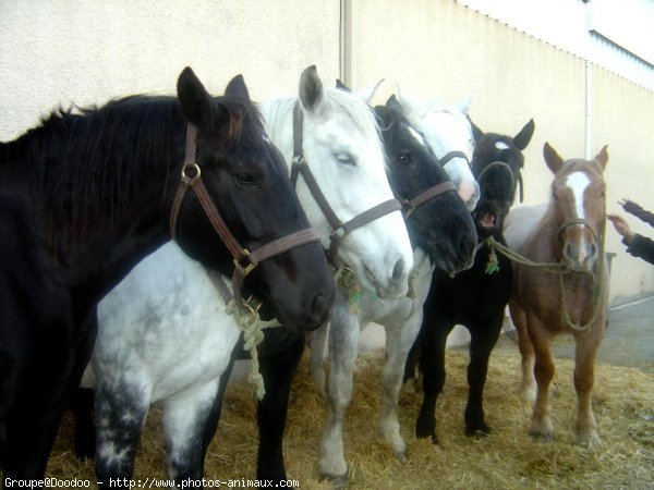 Photo de Races diffrentes