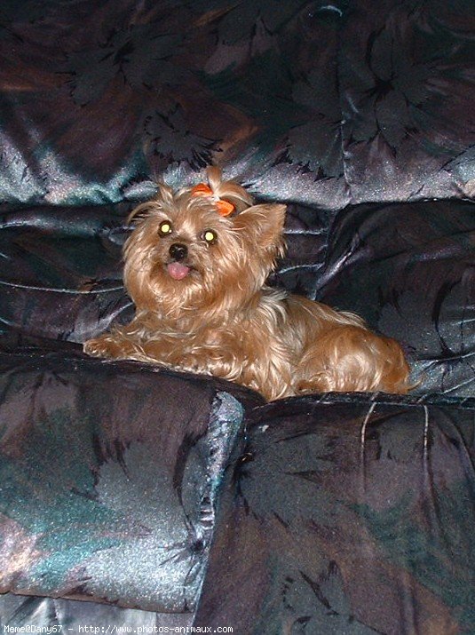 Photo de Yorkshire terrier