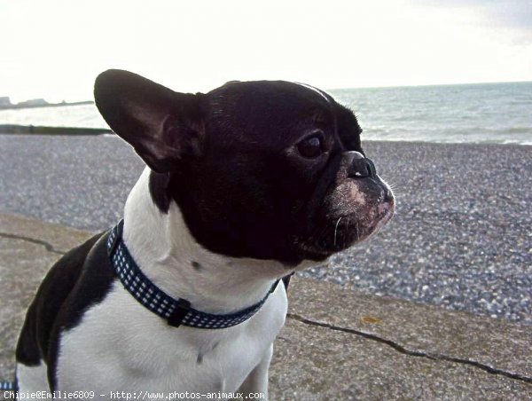 Photo de Bouledogue franais