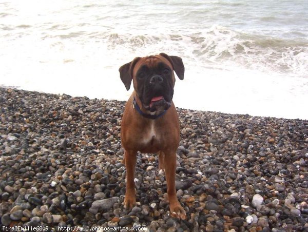 Photo de Boxer