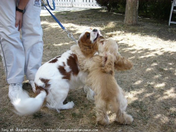 Photo de Races diffrentes