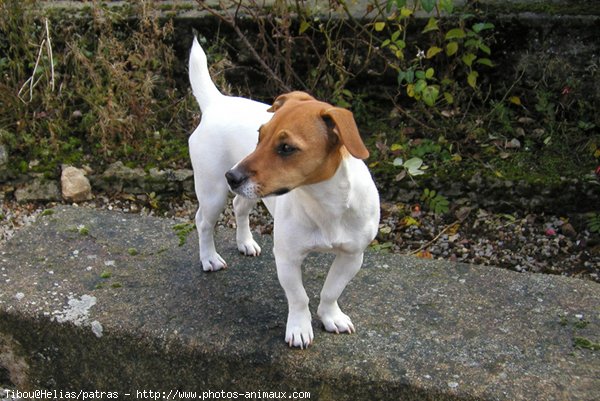 Photo de Jack russell terrier