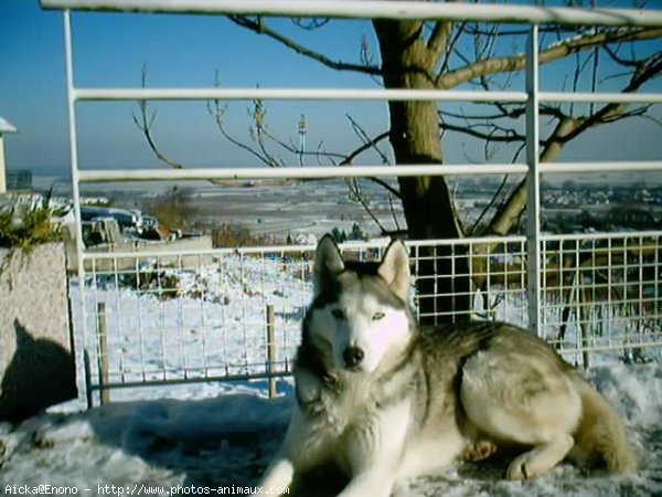 Photo de Husky siberien