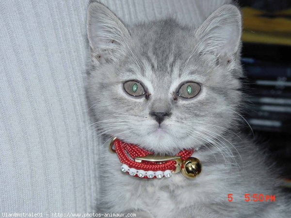 Photo de British shorthair