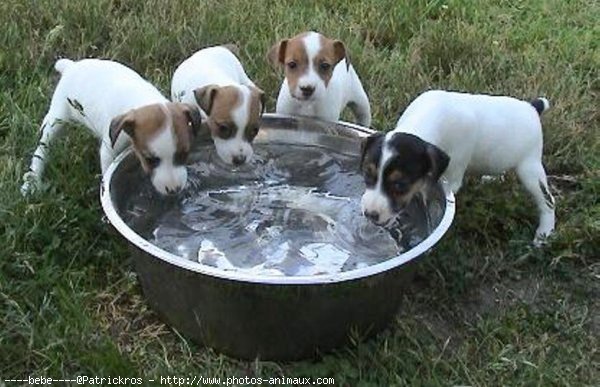 Photo de Jack russell terrier