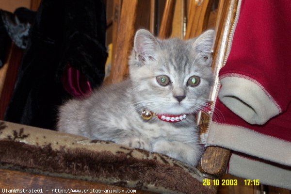 Photo de British shorthair