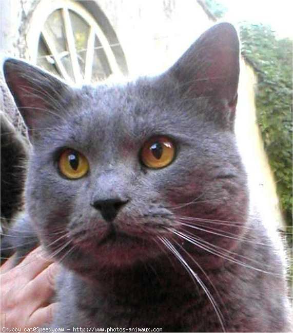 Photo de Chartreux