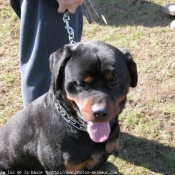 Photo de Rottweiler