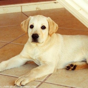 Photo de Labrador retriever