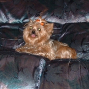 Photo de Yorkshire terrier