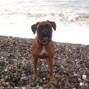 Photo de Boxer