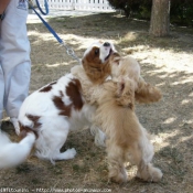 Photo de Races diffrentes