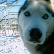 Photo de Husky siberien