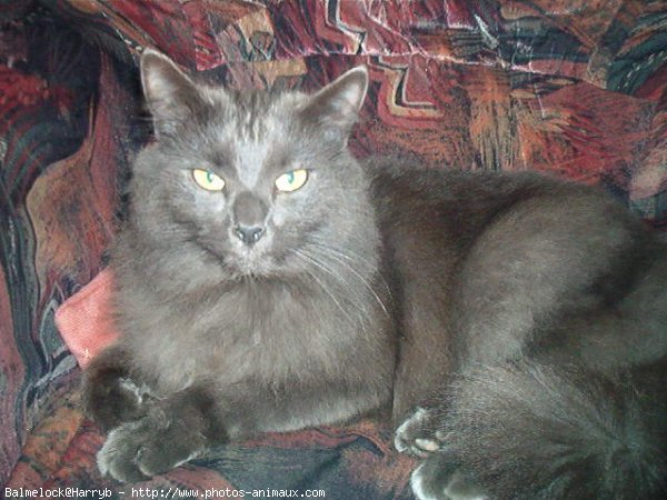 Photo de Chartreux