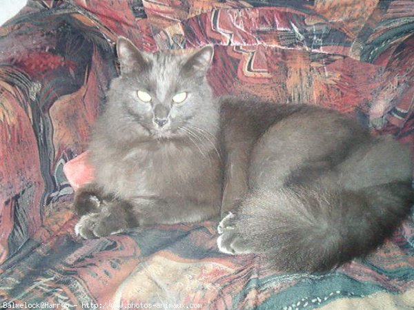 Photo de Chartreux