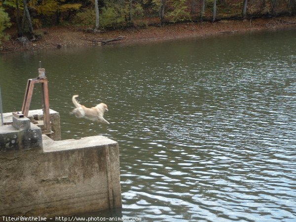 Photo de Golden retriever