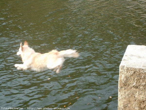 Photo de Golden retriever