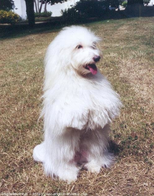 Photo de Coton de tulear