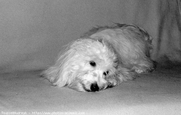 Photo de Coton de tulear