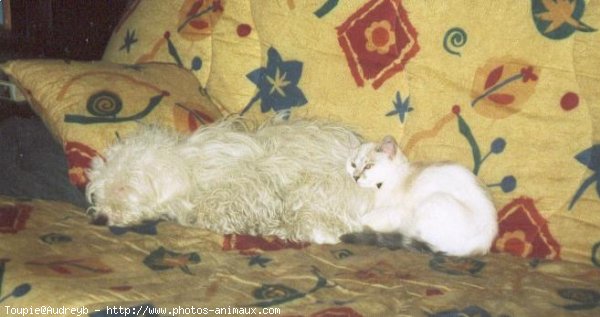 Photo de Coton de tulear