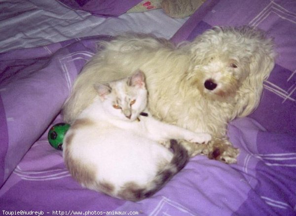 Photo de Coton de tulear