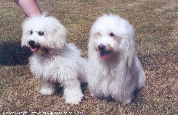 Photo de Coton de tulear