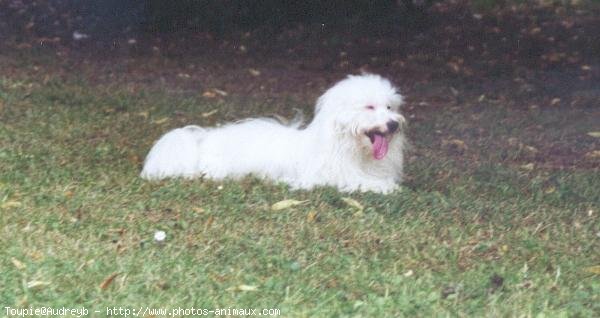 Photo de Coton de tulear