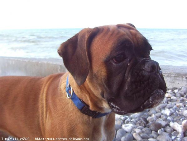 Photo de Boxer