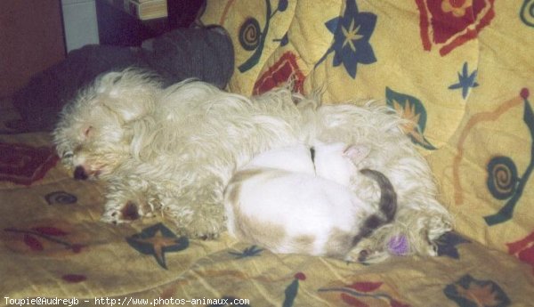 Photo de Coton de tulear