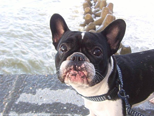 Photo de Bouledogue franais