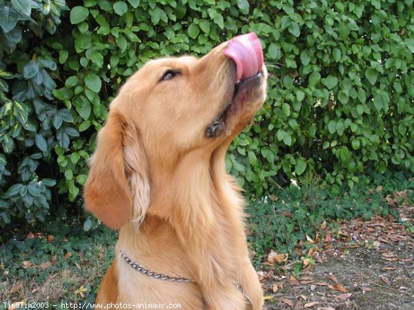 Photo de Golden retriever