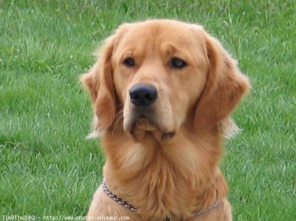 Photo de Golden retriever